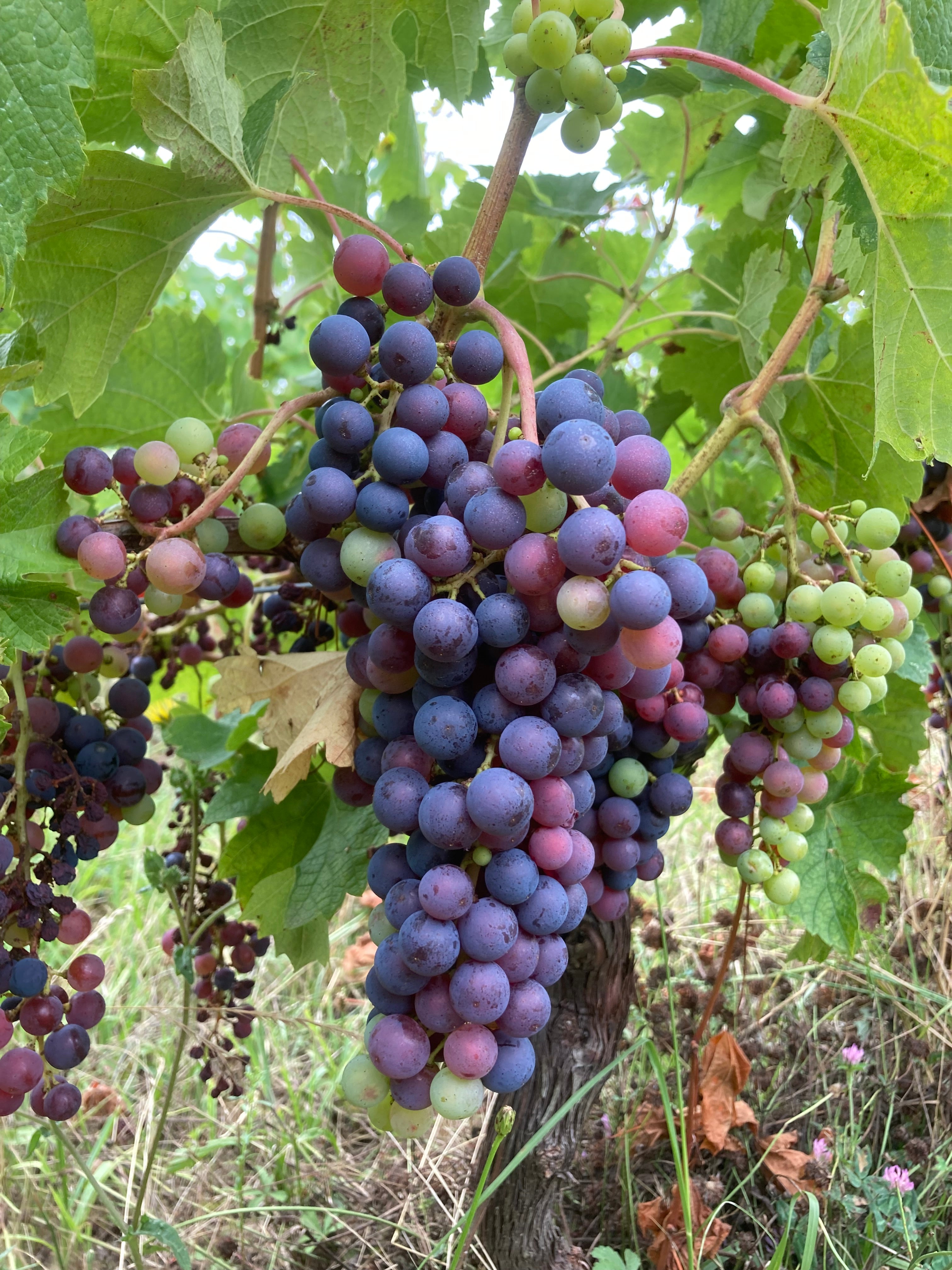 АРКАШОН и АТЛАНТИЧЕСКОЕ ПОБЕРЕЖЬЕ